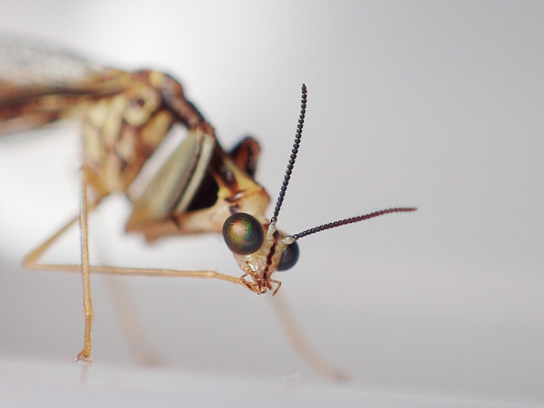 ヒメカマキリモドキグルーミング