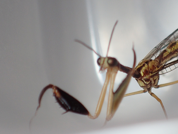 ヒメカマキリモドキの鎌