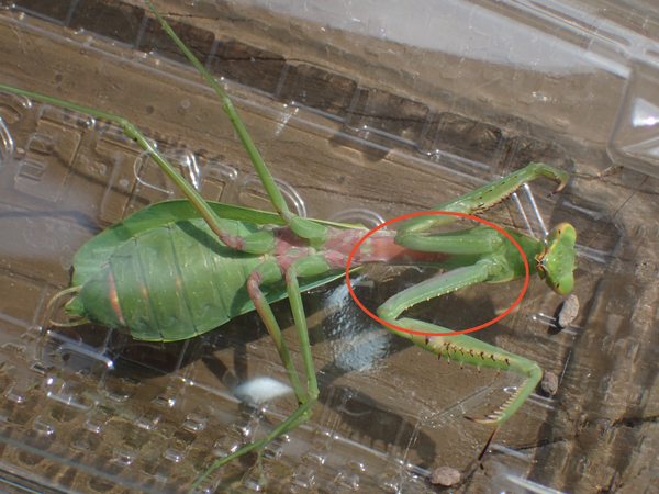 ムネアカハラビロカマキリ