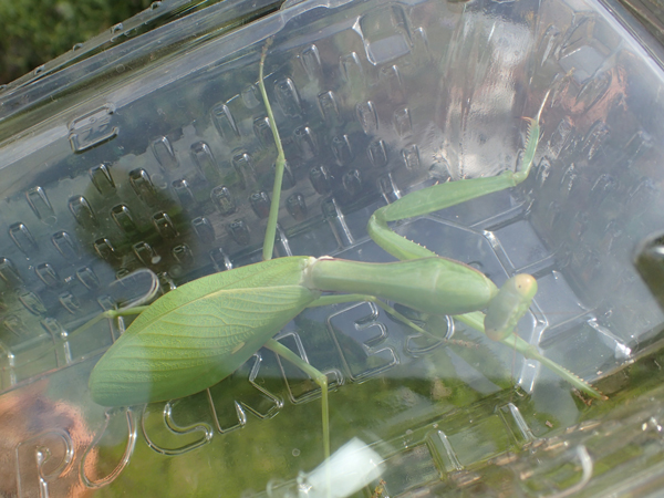 ムネアカハラビロカマキロ背面から