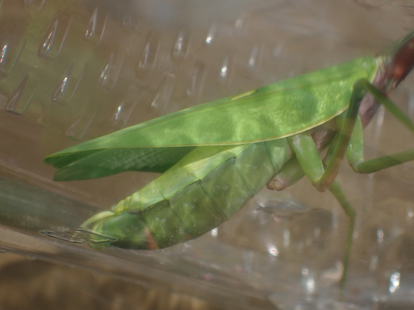 ムネアカハラビロカマキリ