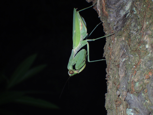 ハラビロカマキリ