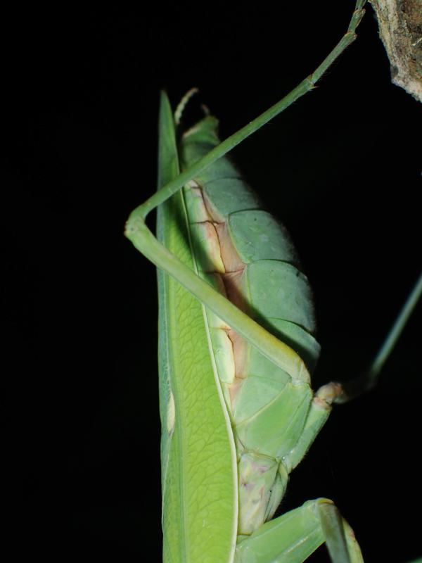 ハラビロカマキリ