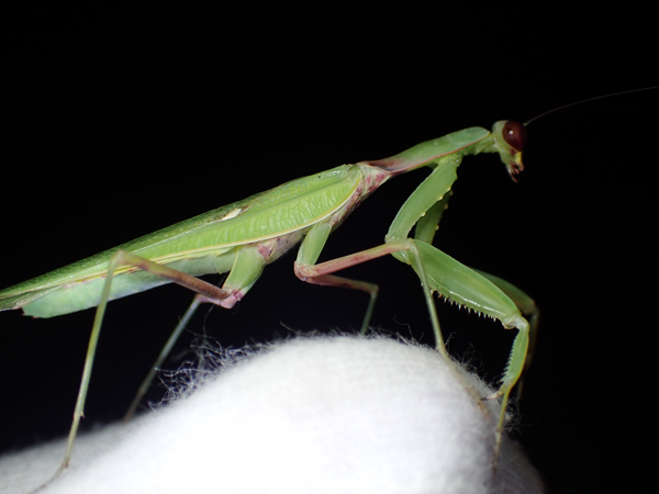 ハラビロカマキリ?