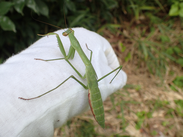 オオカマキリの終令幼虫