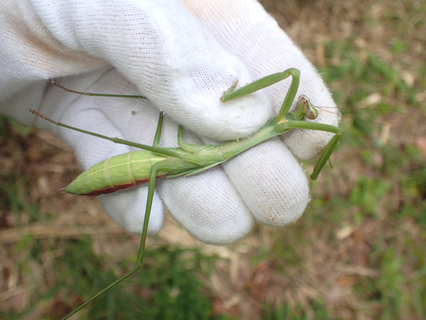 オオカマキリの終令幼虫