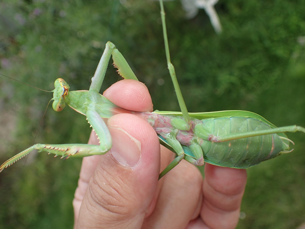 ムネアカハラビロカマキリ