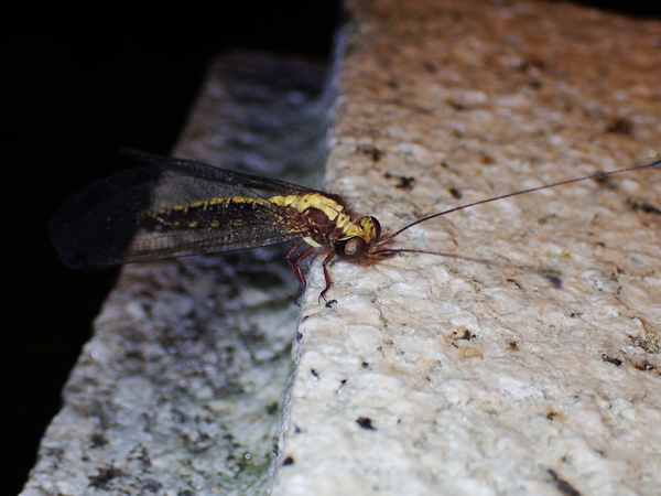 ツノトンボ♀