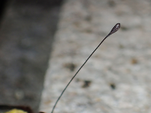 ツノトンボ♀