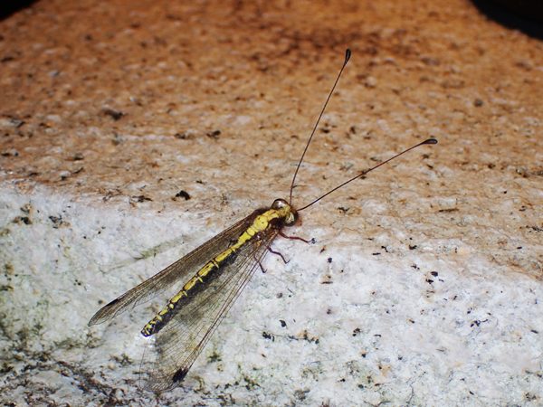 ツノトンボ♀