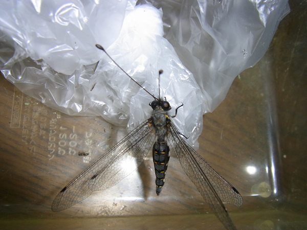 オオツノトンボ♀