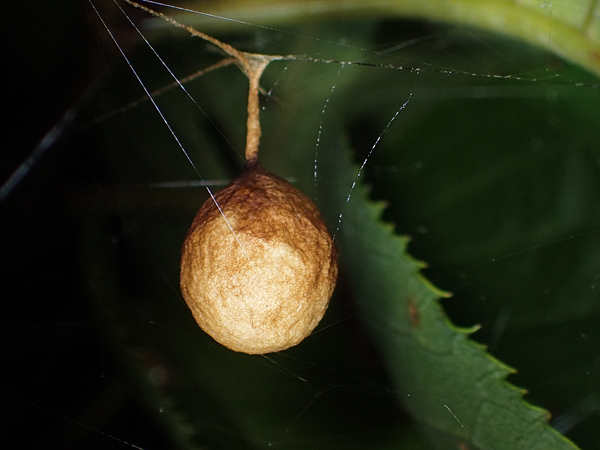 カマキリモドキの幼虫?