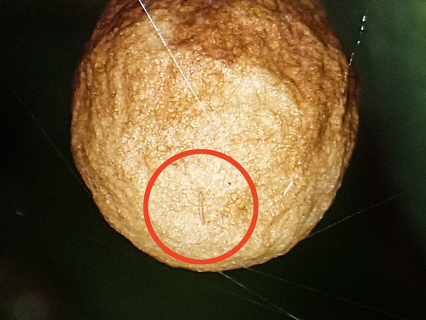 カマキリモドキの幼虫?