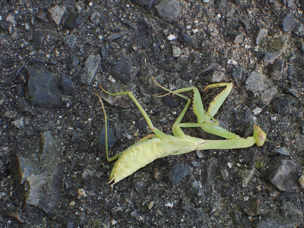 ムネアカハラビロカマキリ幼虫