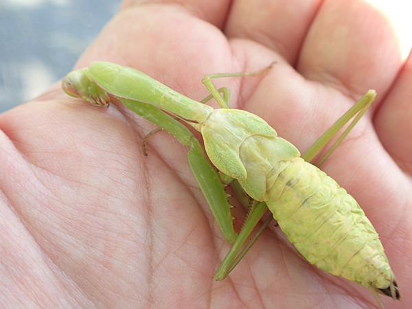 ムネアカハラビロカマキリ幼虫
