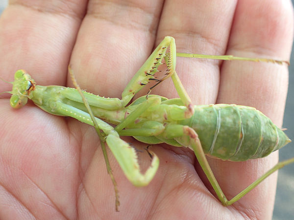 ムネアカハラビロカマキリ幼虫
