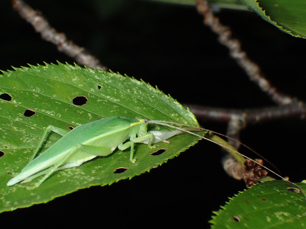 何かを食べるアオマツムシ♀