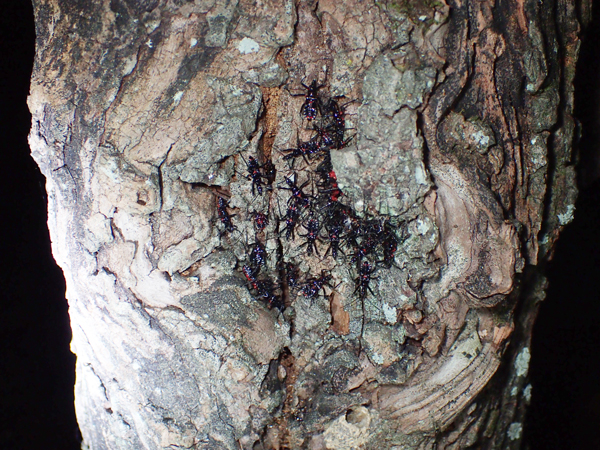 ヨコヅナサシガメ幼虫の集団