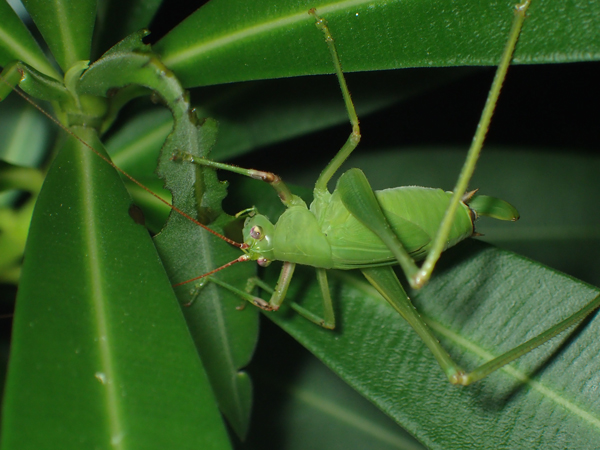 キョウチクトウを食べるサトクダマキモドキの幼虫