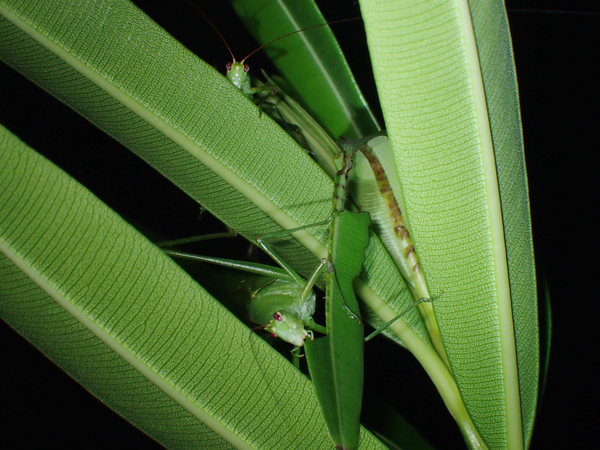 キョウチクトウを食べるサトクダマキモドキ♂♀
