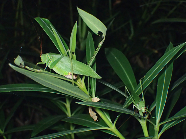 キョウチクトウを食べるサトクダマキモドキ♂♀
