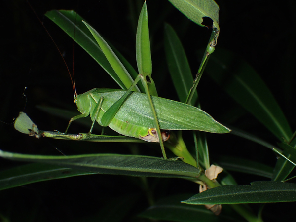 キョウチクトウを食べるサトクダマキモドキ♀
