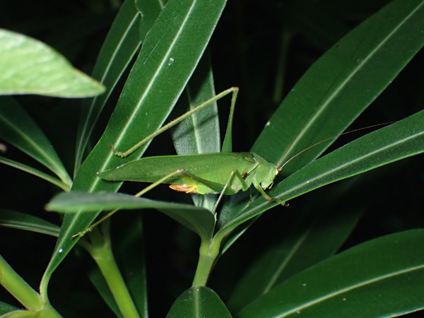 キョウチクトウを食べるサトクダマキモドキ♂