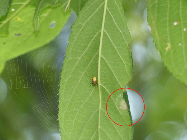 卵のうのそばに網を張るカラオニグモ♀