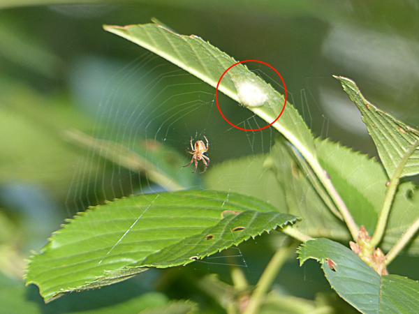 卵のうのそばに網を張るカラオニグモ♀