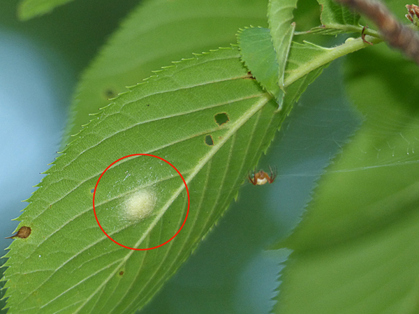 卵のうのそばに網を張るカラオニグモ♀