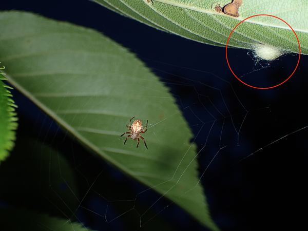 卵のうのそばに網を張るカラオニグモ♀