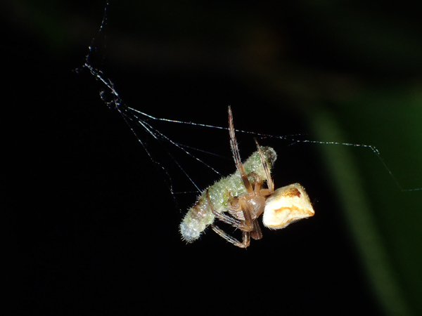 捕食中のカラオニグモ♀