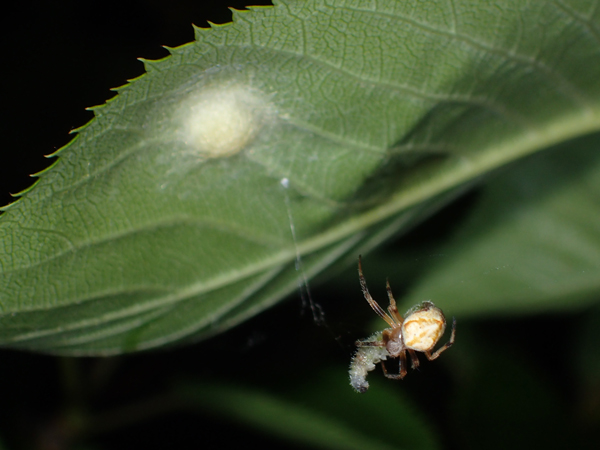 捕食中のカラオニグモ♀