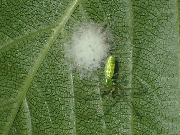 ウロコアシナガグモ♀