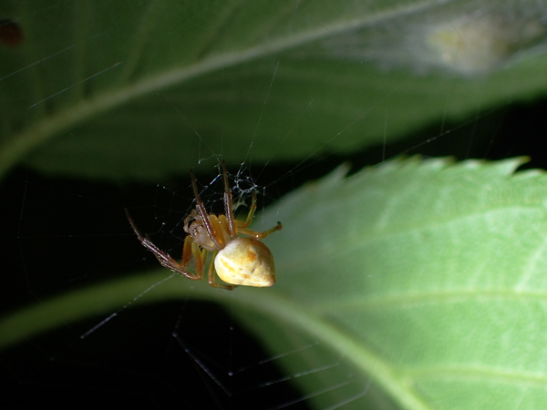 網にいるカラオニグモ♀