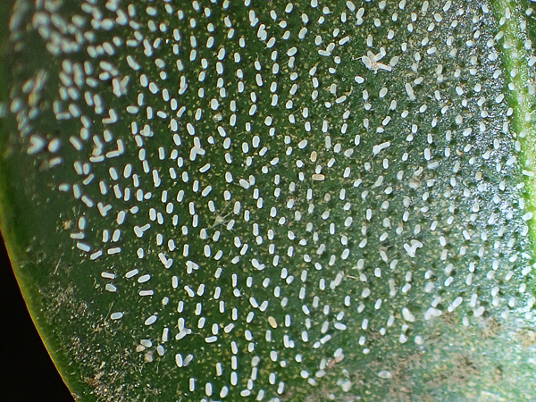カマキリモドキの卵