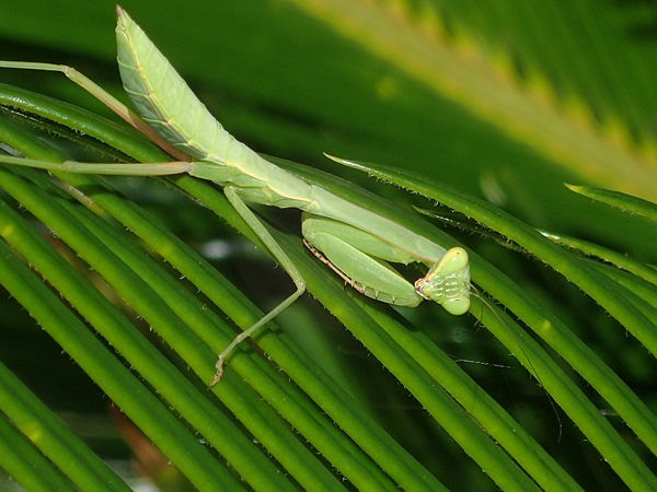 ムネ<br />
アカハラビロカマキリ