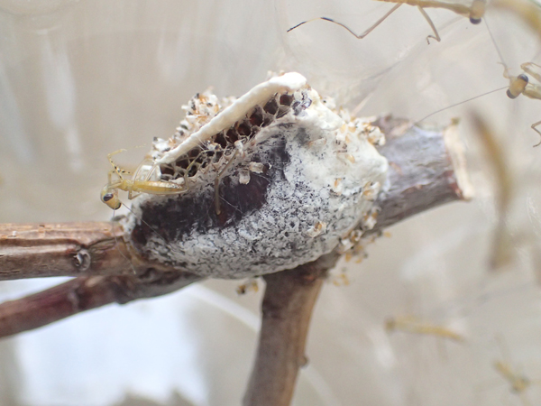ムネアカハラビロカマキリの卵