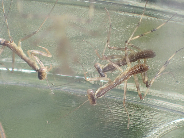 ハラビロカマキリ