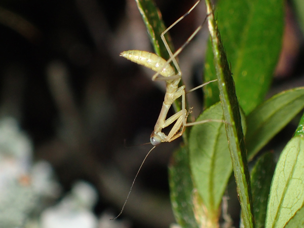 ムネアカハラビロカマキリ?