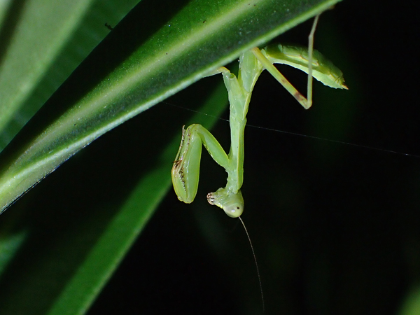 ハラビロカマキリ?