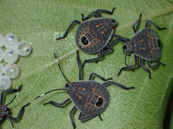 キマダラカメムシの幼虫