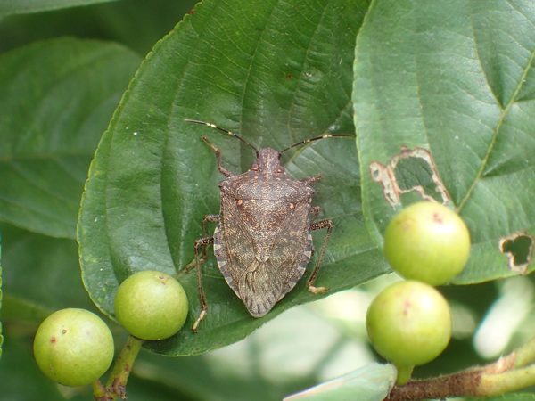 クサギカメムシの成虫