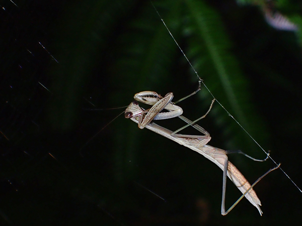 カマキリの幼虫