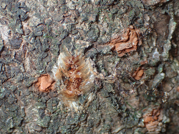ヨコヅナサシガメの卵の跡