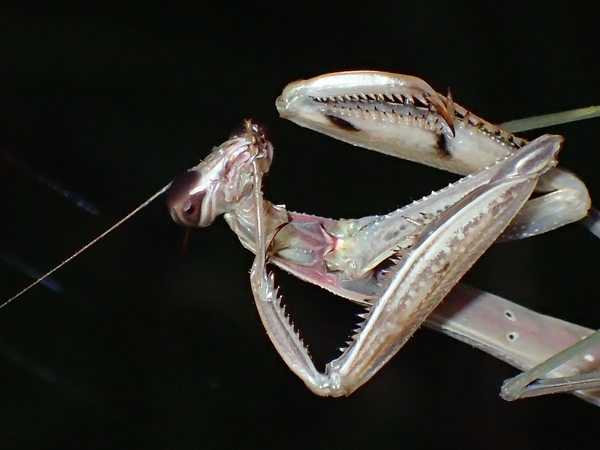 カマキリの幼虫