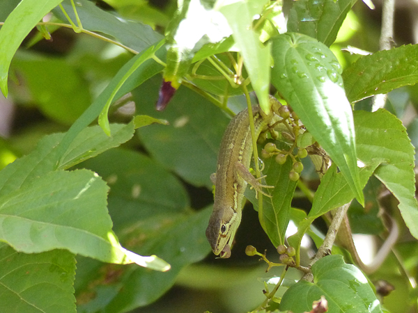 落ちた