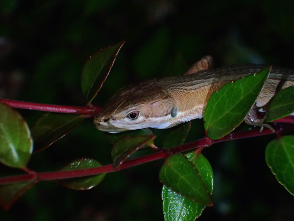 夜中のカナヘビ
