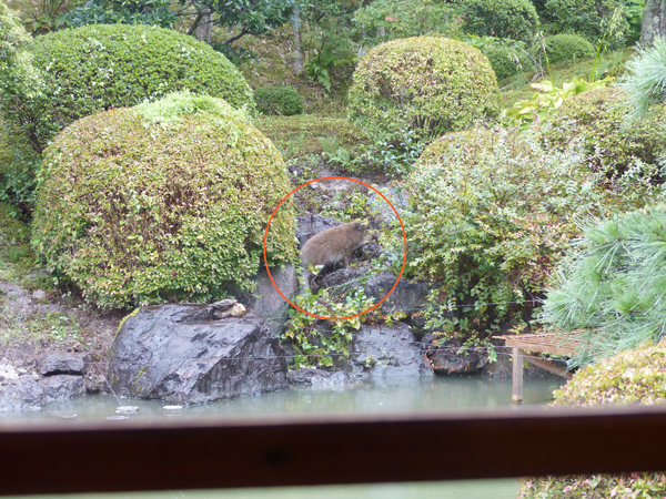 日本庭園に来たイノシシ