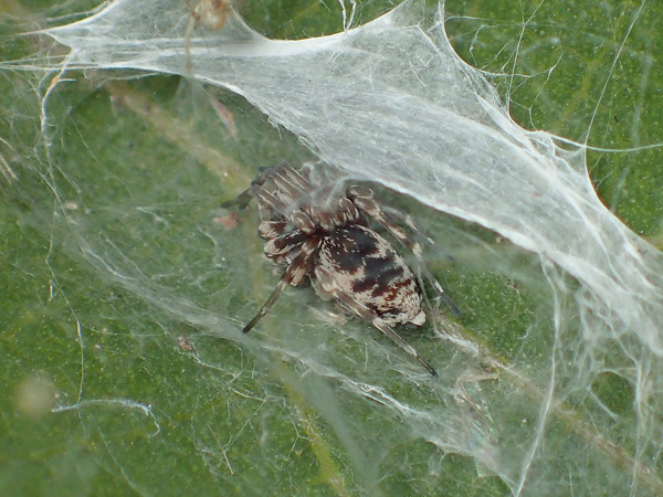 ネコハグモ♀